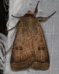 Abagrotis