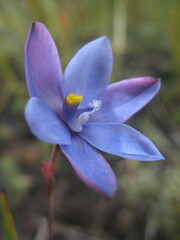 Thelymitra cornicina