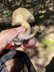 Lactarius lignyotus