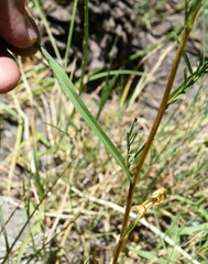 Symphyotrichum ascendens