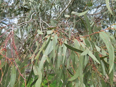 Eucalyptus camaldulensis