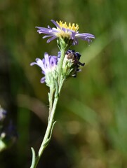 Symphyotrichum ascendens