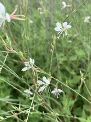 Oenothera lindheimeri