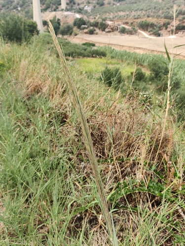 Image of Arundo plinii by (c) Riccardo Rocca, some rights reserved (CC BY)
