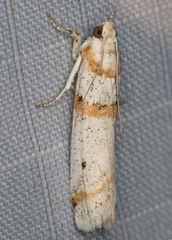 Acroncosa albiflavella