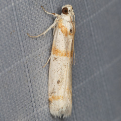 Acroncosa albiflavella