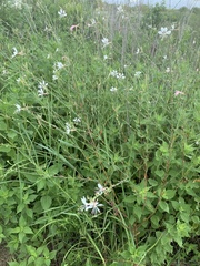 Oenothera lindheimeri