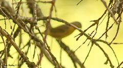 Leiothlypis ruficapilla