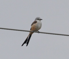 Tyrannus forficatus