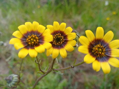 Osteospermum monstrosum