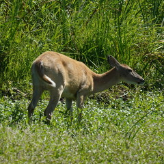 Odocoileus virginianus leucurus