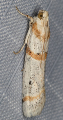 Acroncosa albiflavella