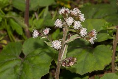 Petasites formosanus