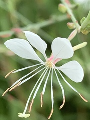 Oenothera lindheimeri