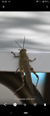 Anacridium aegyptium