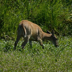 Odocoileus virginianus leucurus
