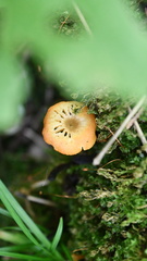 Hygrocybe cantharellus