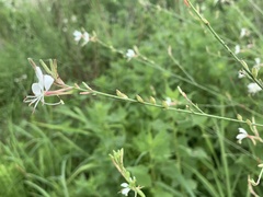 Oenothera lindheimeri