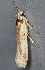 Acroncosa albiflavella