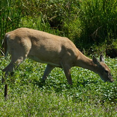 Odocoileus virginianus leucurus