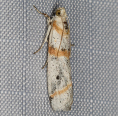 Acroncosa albiflavella