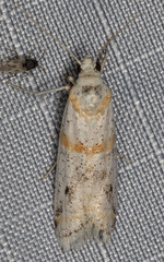 Acroncosa albiflavella