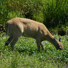 Odocoileus virginianus leucurus