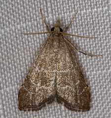 Aethiophysa extorris