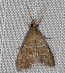 Aethiophysa extorris