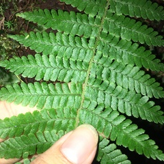 Dryopteris kawakamii