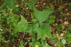 Parasenecio hastatus