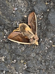 Gonodonta