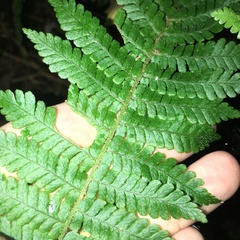 Dryopteris kawakamii