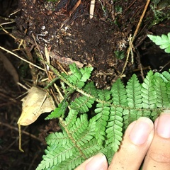 Dryopteris kawakamii