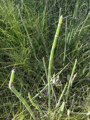 Equisetum hyemale