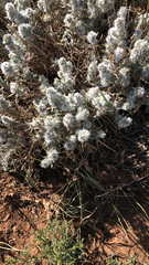 Krascheninnikovia lanata