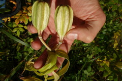 Lilium pensylvanicum