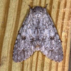Acronicta rubricoma