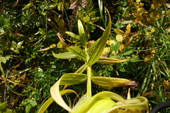 Lilium pensylvanicum