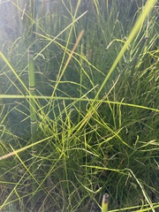 Equisetum hyemale