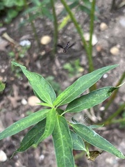 Ocyptamus fuscipennis