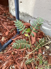 Tribulus terrestris