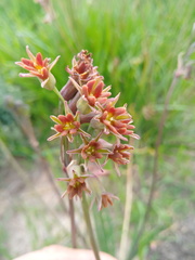 Tulbaghia capensis