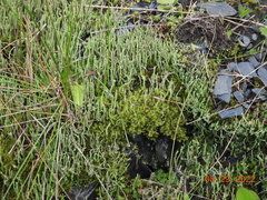 Cladonia cornuta