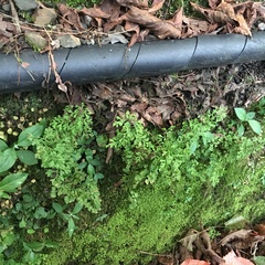 Anogramma leptophylla