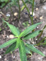 Ocyptamus fuscipennis