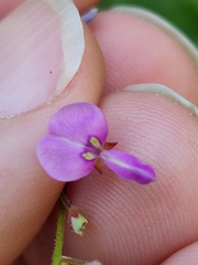Desmodium