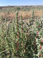 Halogeton glomeratus