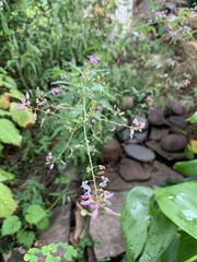 Desmodium