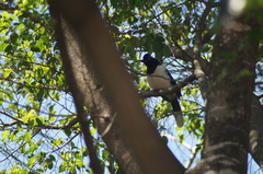 Cyanocorax cyanopogon